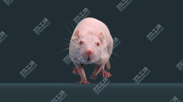 images/goods_img/20210312/3D Rat Hairless Animated/2.jpg